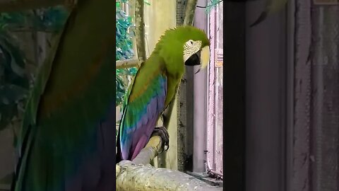🦜The Sleepy Parrot 🦜 #shorts