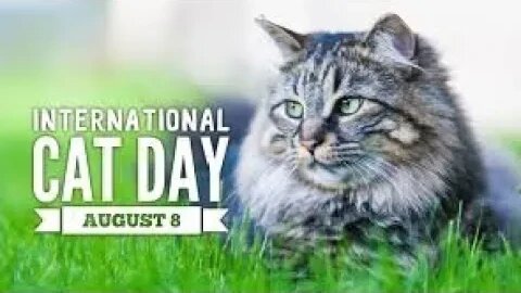 Lunchtime Chat-International Cat Day