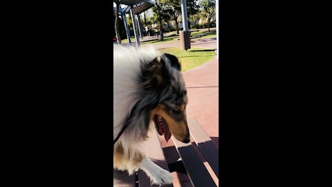 Floki the Rough Collie jumping on tables during dog walk