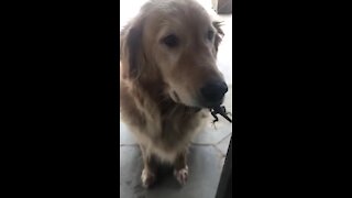 Golden Retriever casually carries live lizard in her mouth