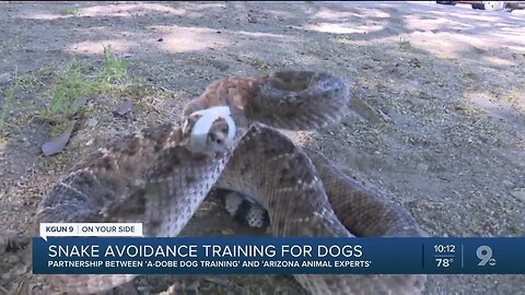 Snake avoidance training for dogs could save your life
