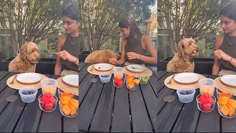 Taylor Hill's Fun Fruit Feeding Session with her Dog Tate!