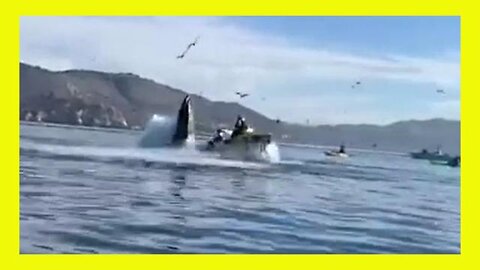 WHALE SWALLOWS TWO PEOPLE IN KAYAK AND THEN....... 🐳