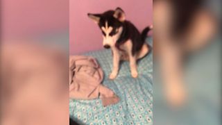 Adorable Husky Doesn't Want To Get Out Of Bed