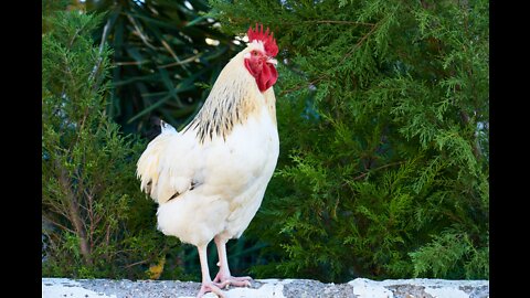 Chicken Training Video # 5 Health and Biosecurity