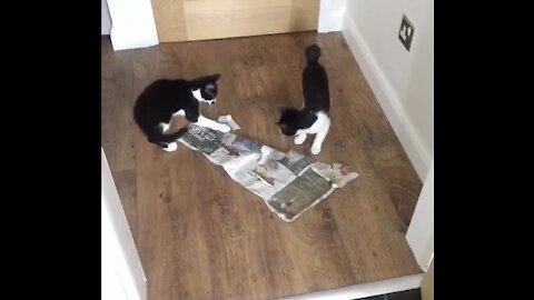 Crazy Kittens destroy full litter box & try to cover it up!