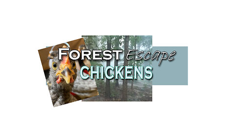 Forest Escape Repair Chicken Water Cups and Goodnight Chickens!