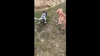 Ziggy the Dalmatian tries to take the ball from doggy friend