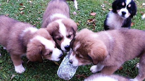 Nine fluffy puppies wrestle over a toy