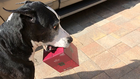 Talented Katie the Great Dane Delivers Wine