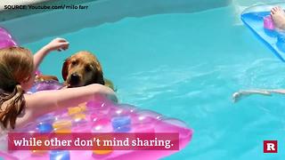 Poolside Pups | Rare Animals