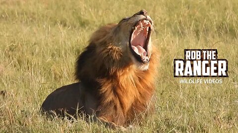 Lion On A Stormy Afternoon | Maasai Mara Safari | Zebra Plains