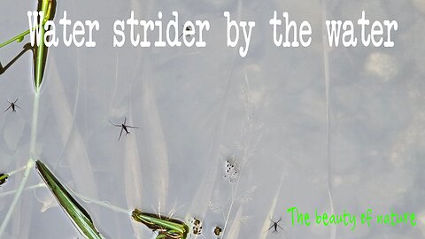 Water strider by the water / water strider by the river / beautiful insects in nature.