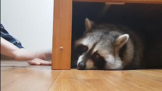 Pet raccoon loves to play games with his owner