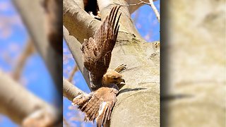 Amazing Real Life Heroes Save A Hawk Trapped In A Tree