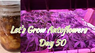 Let's Grow Autoflowers 2gether Day 50 w/Making FFJ