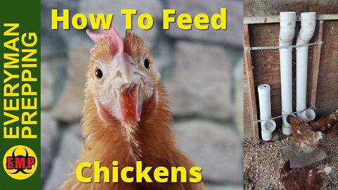 Best Chicken Feeder for Your Coop