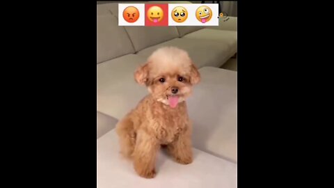 Dog different smail funny video