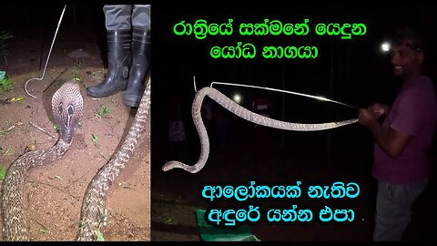 The giant cobra that roamed the night