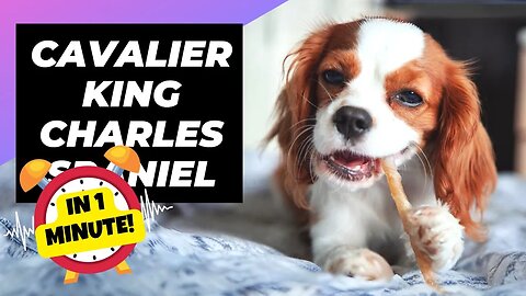Cavaliers - In 1 Minute! 💔 The Heartbreaking Truth about Cavaliers! | 1 Minute Animals