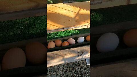 DIY roll away EGG SYSTEM!