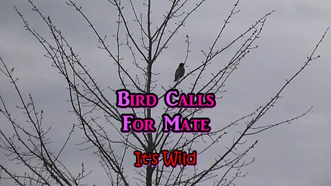 Bird Calls For Mate