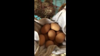 Egg Gathering Again