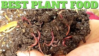 Easy Homemade Organic Fertilizer Using Worms
