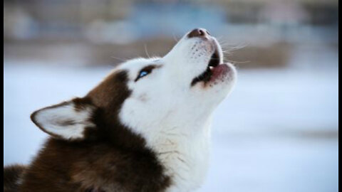Siberian Husky talking - Howling