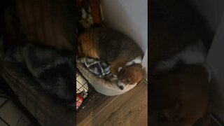 Banchee the Beagle That’s Not Your Bed