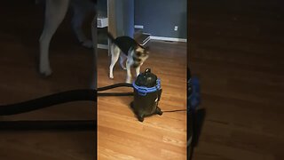 Maples Thinks The Vacuum Sucks #shortsvideo #shorts #shepsky #doggo #dogmeme #cute #dog #dogs