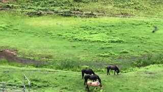 Horses graze strategically in heavy rain. Always to be predator safe.