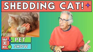 How To Stop Cat Shedding