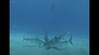 Shark Feeding Frenzy, Dad dives with kids, 11 & 15 year old!