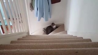 Kitten displays phenomenal fetching skills