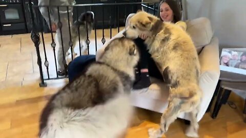 When Dogs Are Finally Reunited WIth Their Family! (Cutest Ever!!)