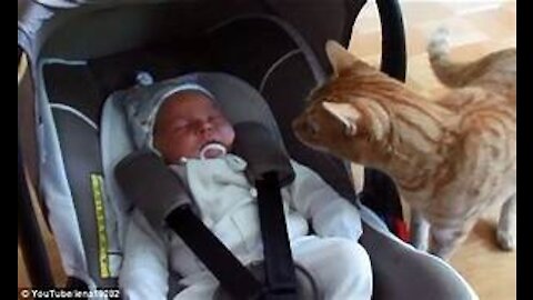 Cats Meeting Babies for the FIRST Time [2021]