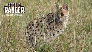 Serval Sighting! | Lalashe Maasai Mara Safari