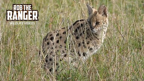 Serval Sighting! | Lalashe Maasai Mara Safari