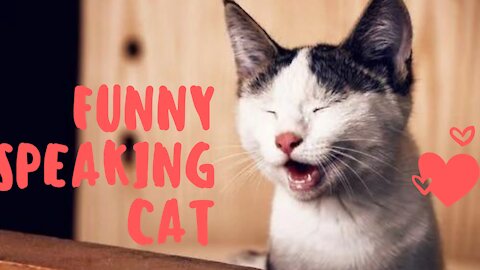 What to see how Cute Cat speak? Find not more