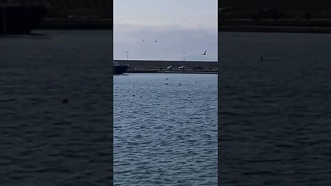 Seagulls fishing in the Black sea, Burgas #blacksea #burgas