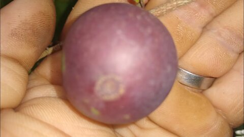 frutíferas produzindo em vaso cereja de Madagascar uva lichia bacupari biriba atemoia cabeludinha