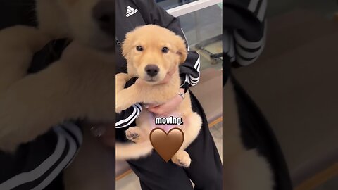 Puppy is happy to see his owner in 5 days!