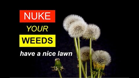 How Use the Right Tools and Weapons to Kill Dandelions for A Nice Lawn