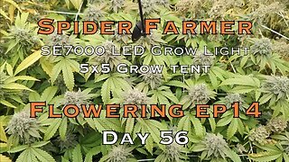 Day 56 Flower Harvest With Spider Farmer SE7000 LED Grow Lights, Do as I Say Not As I do