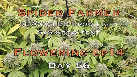 Day 56 Flower Harvest With Spider Farmer SE7000 LED Grow Lights, Do as I Say Not As I do