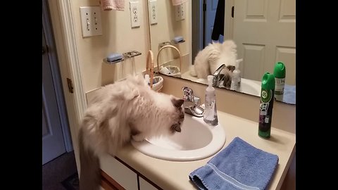 Cat gets Excited to Drink from the Sink