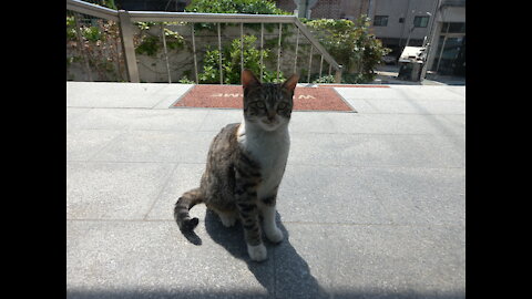 A stray cat at walking over after finishing eating.