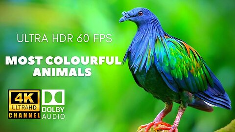 Cozy jazz music with 4K Dolby - The Most Colorful Animals - with relaxing piano guitar music Mood