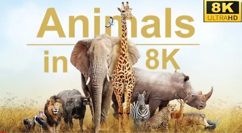 Wildlife Animals ||Royalty Free stock Footage||wild animal||Animals video #nature #animals#viral